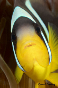 Seychelles' clown fish (Amphiprion fuscocaudatus) by Raoul Caprez 